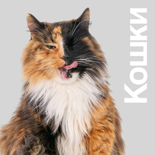 Все о кошках