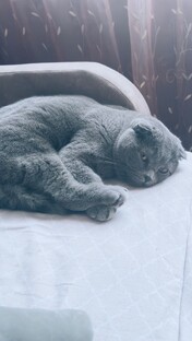 Виски