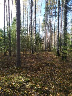 Про лес и природу