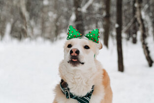 Монблан💙 ищет дом🏠🤞