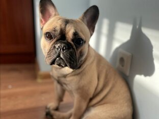 Наши любимые питомцы! 