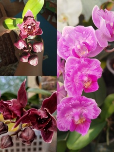 ПЕЛОРЫ БАБОЧКИ ТРИЛИПСЫ моего орхосадика