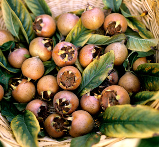 Южно-русская садово-огородная экзотика