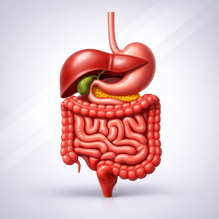Пищеварение и ЖКТ