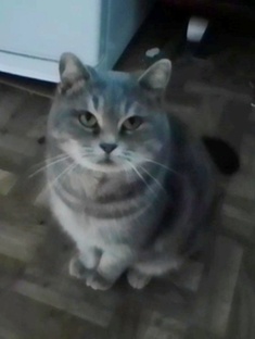 Жизнь  после переезда на юг. Южный кот Васька