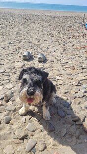 Цвержик Фордик