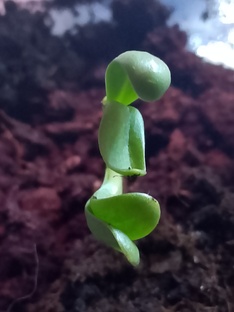 Лошади и пищевое поведение