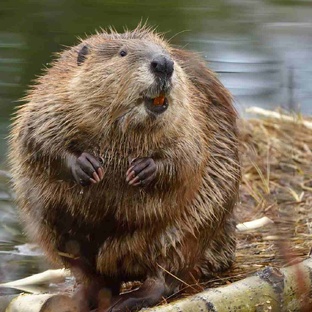 Бобр: как зверь меняет ландшафт. Удивительные факты о самом умном грызуне