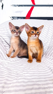 Абиссинская девочка в диком окрасе