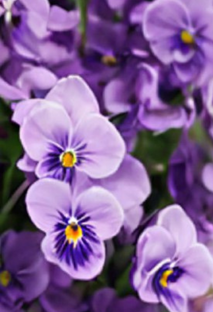 Утрата и горевание 