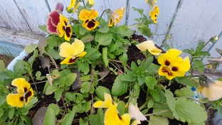 Ах лето-лето