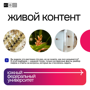 Живой контент 