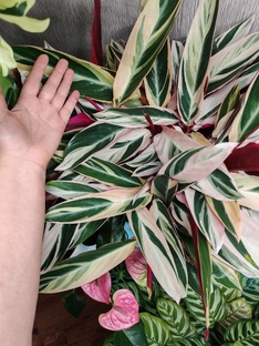 Калатеи, строманты, марантовые