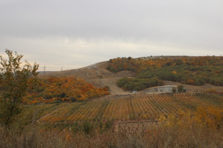 Кумысная поляна в Саратове
