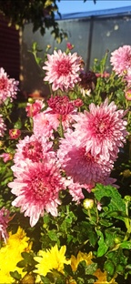 ХРИЗАНТЕМА 