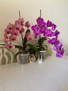 Мои орхидеи 