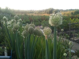 Огородные беседы