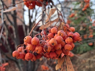 Мамочка моя