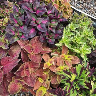 видео каталог 2025