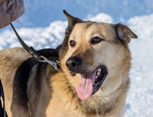 Питомцы Воркутинского приюта