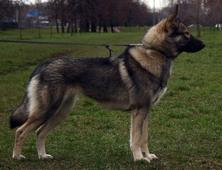 ДОМАШНИЕ ЖИВОТНЫЕ НАШИ ДРУЗЬЯ! В ЦАРСТВЕ ПТИЦ!