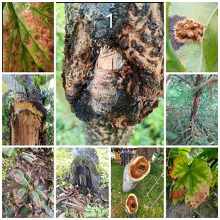 Болячки разные, а методика борьбы с ними одна!