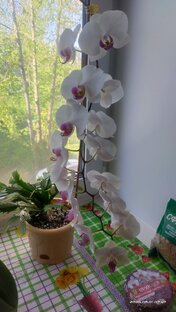 ОРХИДЕИ 🌸