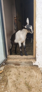 Мои козоводческие будни и праздники