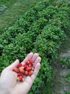 Клубника из семян