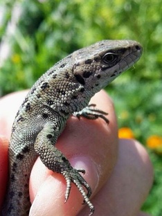 В мире животных