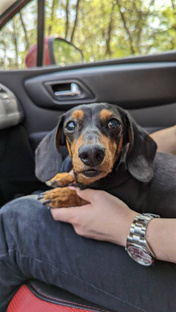 Такса Варя собака 🖤