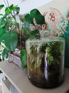 Растения в доме