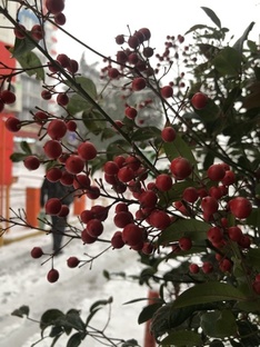 Сочинский зелёный наряд