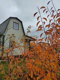 Дачный дневник