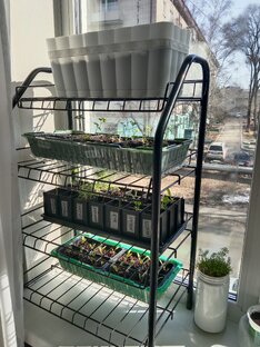 Сажаю растения на подоконнике