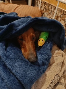 Тестирование игрушек