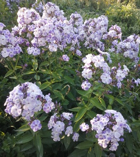 Многолетние цветы в моем саду