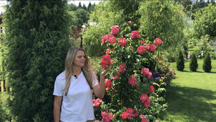 РОЗОТЕРАПИЯ. Всё про розы 🌹 статьи 