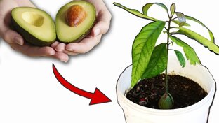 ХОББИ САДОВОДСТВО