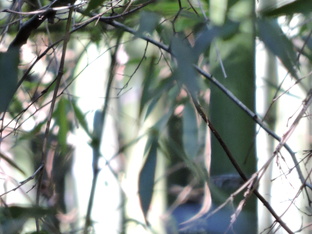 Бамбуковое