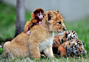 В мире животных.