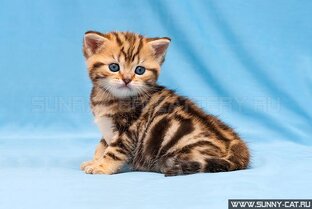 Фото котят по возрастам