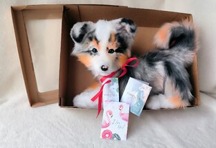 Щенок аусси ищет новый дом