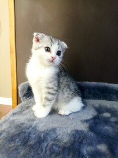 Наше новое испытание радостью🐱