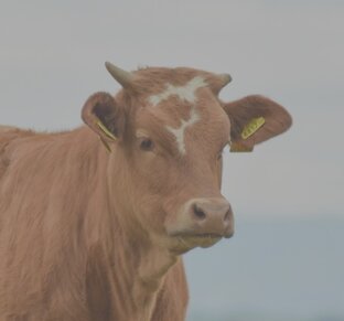 Экологичное вегетарианство