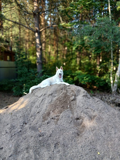 Приветы из дома 🏡 