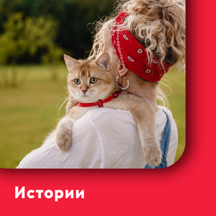 Истории из путешествий