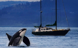 Дикая природа