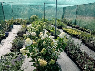 Ассортимент питомника.