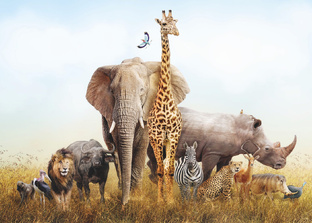 Удивительный животный мир 